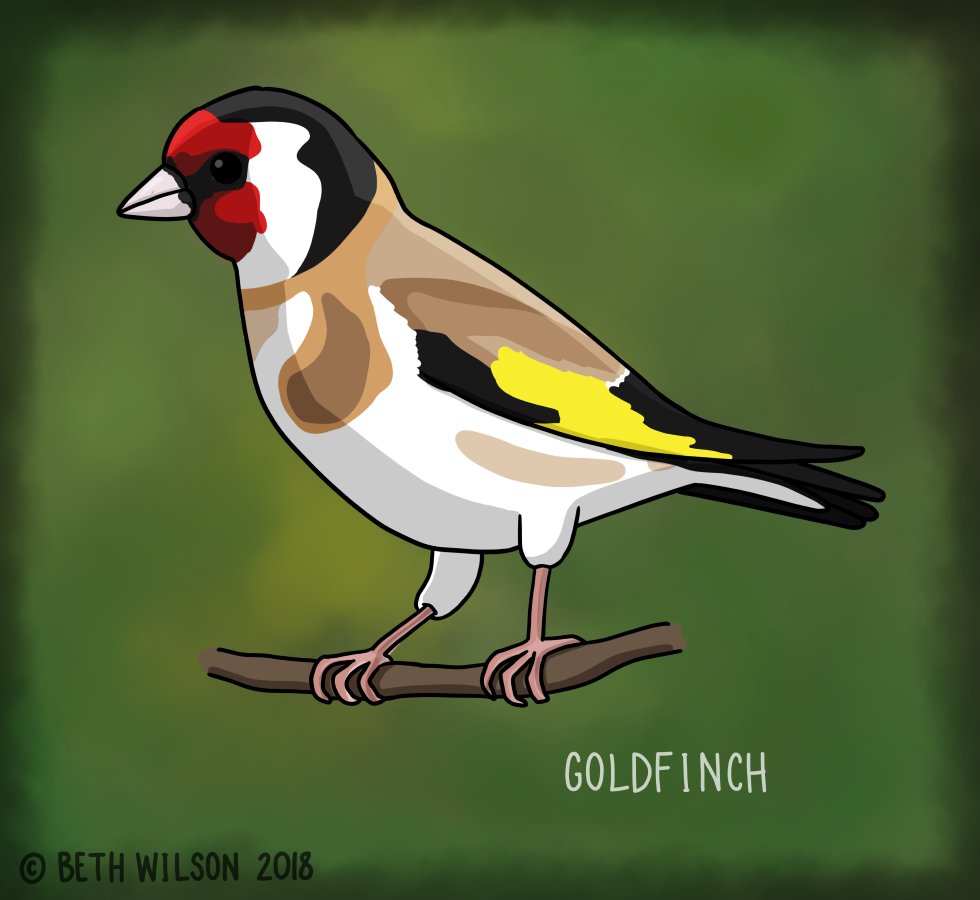 drawing of a goldfinch